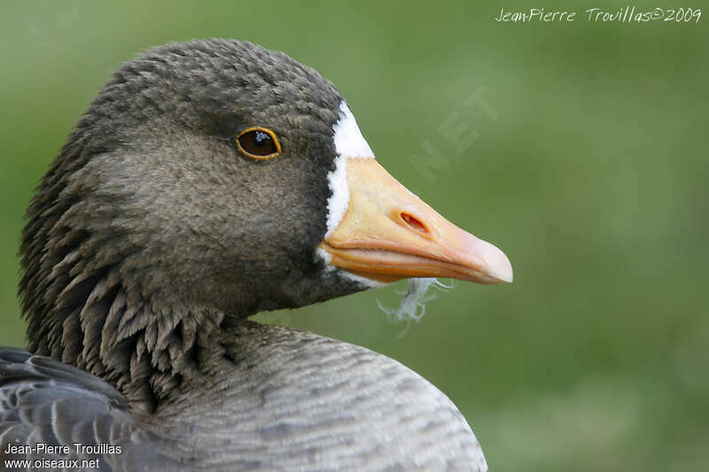 Greater White-fronted Gooseadult, close-up portrait