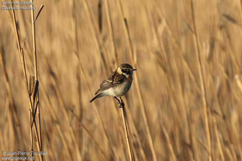 Siberian Stonechat male Second year